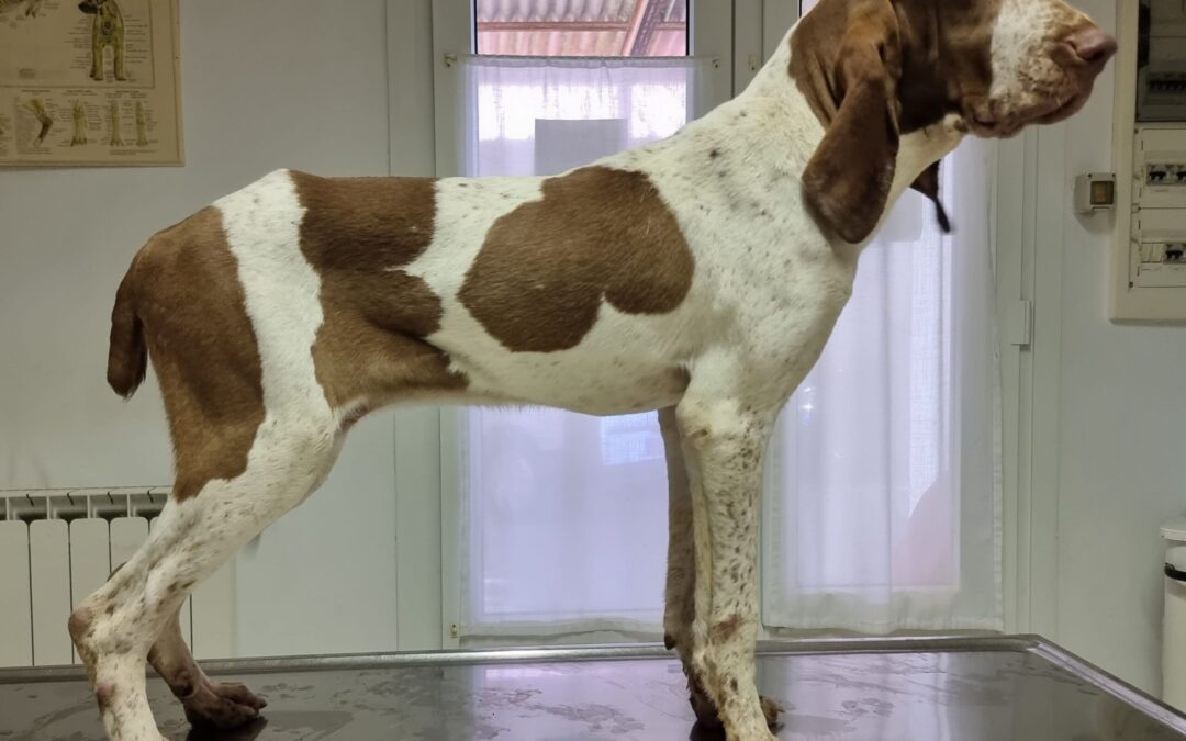 Era del Carpino Nero