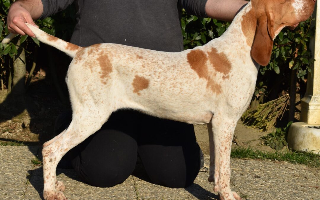 Atena del Carpino Nero