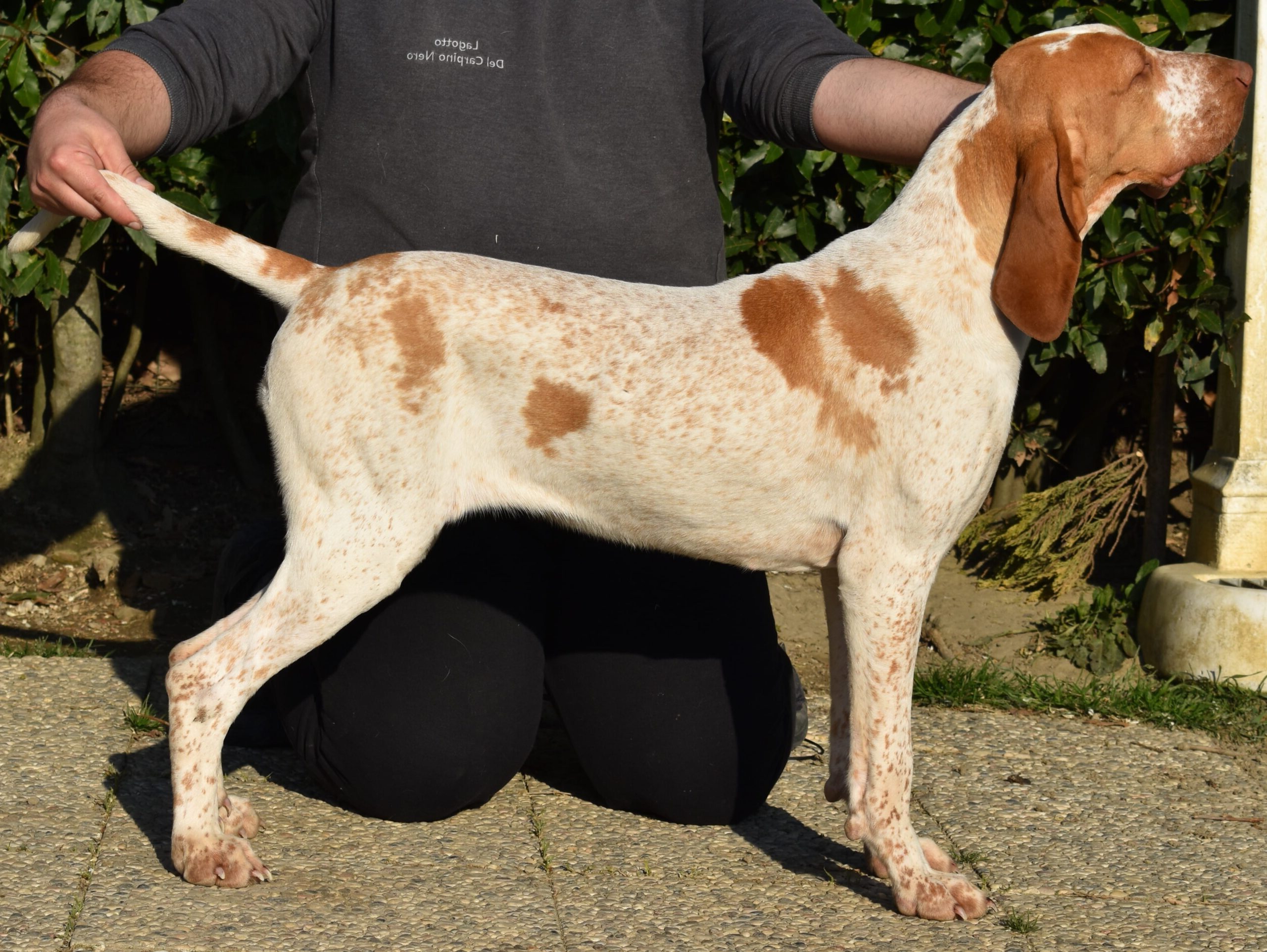 atenadelcarpinonero-scaled-e1678967655800